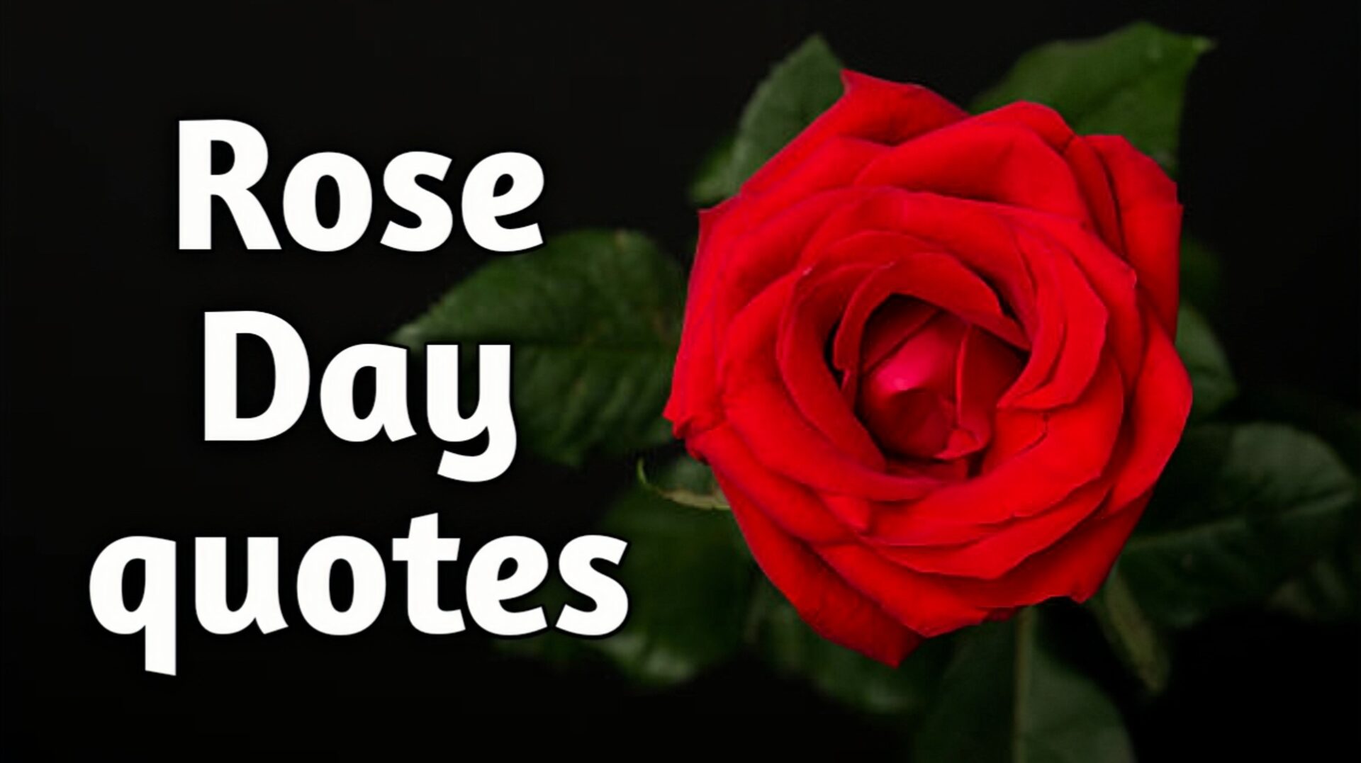 Rose Day quotes