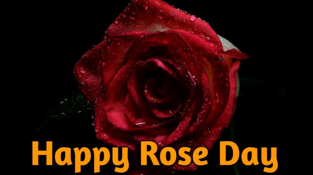 Rose Day quotes